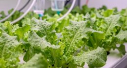 calcium magnesium in hydroponics