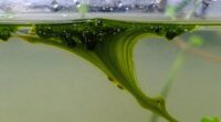 cleaning hydroponic biofilms
