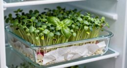 extend microgreens freshness longer