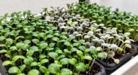 healthy microgreen seed selection