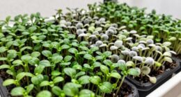 healthy microgreen seed selection
