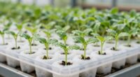 hydroponic seedling transplantation tips