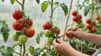 indoor tomato growing tips