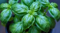 led lighting boosts basil