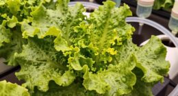 nutrient lockout causes deficiencies