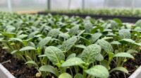 optimal microgreens growing conditions