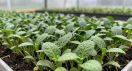 optimal microgreens growing conditions