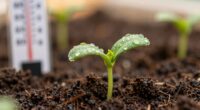 optimal temperature for germination