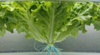oxygen levels enhance growth