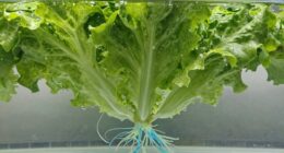 oxygen levels enhance growth