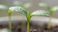 strengthen and thickening stems